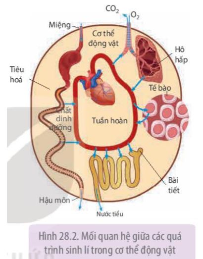 Sinh học 11 Kết nối tri thức bài 28