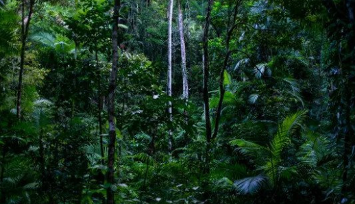Hệ sinh thái rừng mưa nhiệt đới