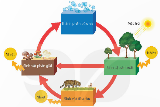 Sơ đồ vòng tuần hoàn các chất và dòng năng luợng trong hệ sinh thái