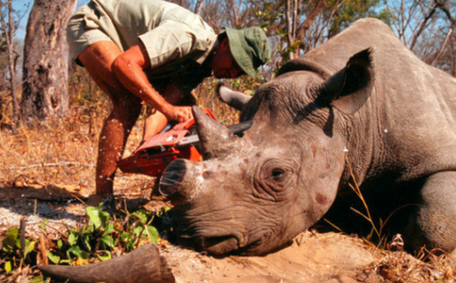 Săn bắt động vật hoang dã