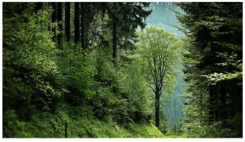 Rừng nhiệt đới