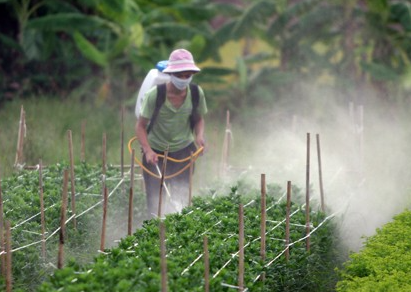 Lạm dụng hóa chất bảo vệ thực vật