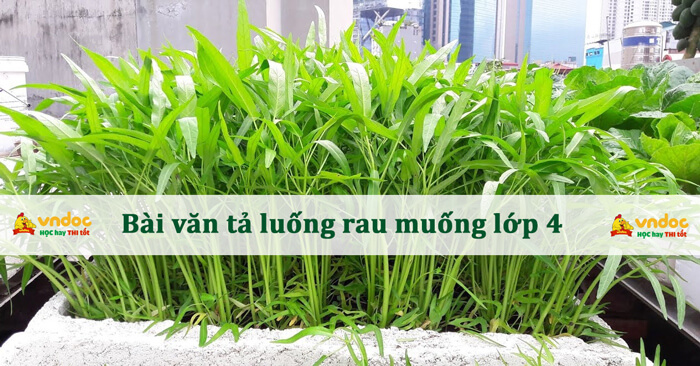 Bài văn tả luống rau muống lớp 4 - Tả luống rau muốn lớp 4 Hay Nhất ...