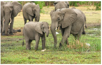 Voi châu Phi được bảo vệ