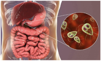 Môi trường sinh vật