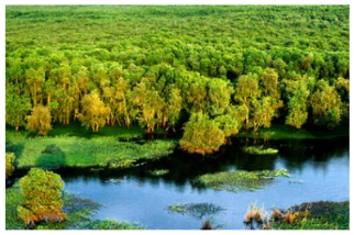 Rừng tràm ở An Giang