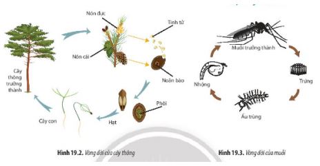 Sinh học 11 Chân trời sáng tạo bài 19
