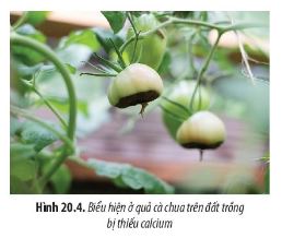 Sinh học 11 Chân trời sáng tạo bài 20