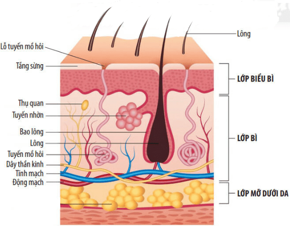 Các lớp cấu tạo của da