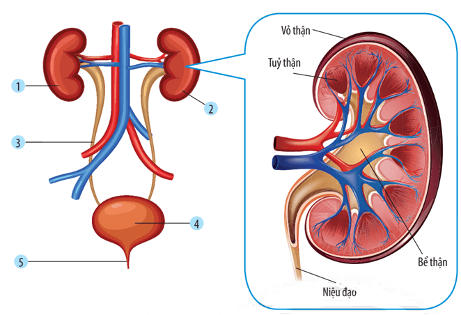 Cấu tạo hệ bài tiết nước tiểu ở người