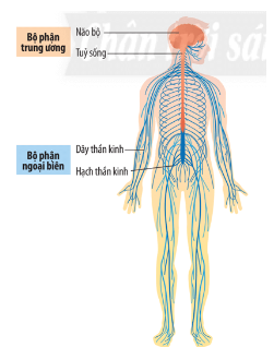 Cấu tạo hệ thần kinh
