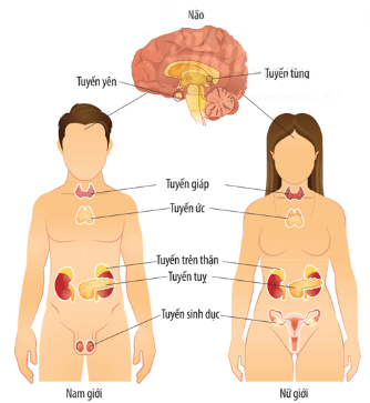 Một số tuyến nội tiết ở người