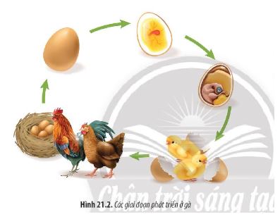 Sinh học 11 Chân trời sáng tạo bài 21