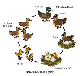 Sinh học 11 Chân trời sáng tạo bài 21