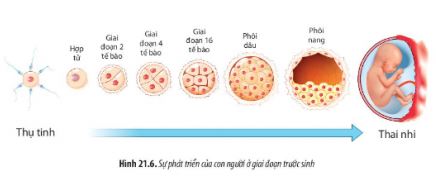 Sinh học 11 Chân trời sáng tạo bài 21