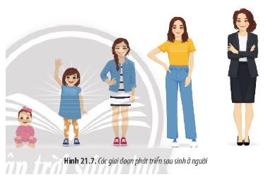 Sinh học 11 Chân trời sáng tạo bài 21