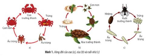 Sinh học 11 Chân trời sáng tạo bài Ôn tập chương 3