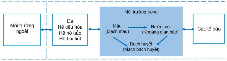 Sơ đồ mối quan hệ giữa môi trường trong và môi trường ngoài cơ thể