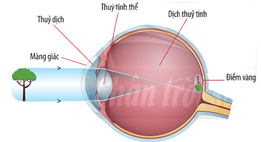 Sơ đồ thu nhận ánh sáng
