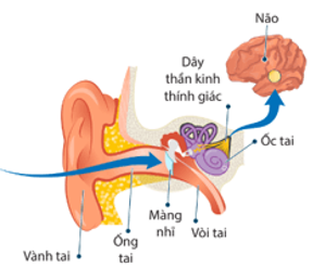 Cấu tạo của tai và quá trình thu nhận âm thanh của tai