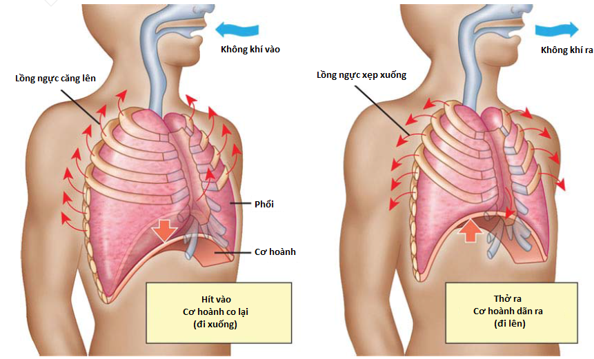 Hoạt động hít vào thở ra