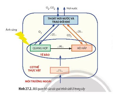 Sinh học 11 Chân trời sáng tạo bài 27