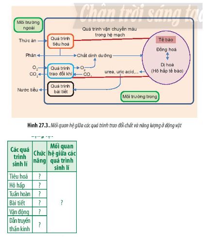Sinh học 11 Chân trời sáng tạo bài 27