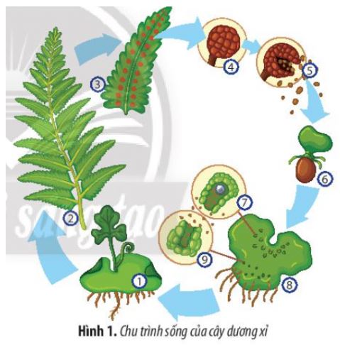 Sinh học 11 Chân trời sáng tạo bài Ôn tập chương 4