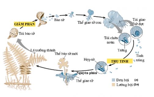 Sinh học 11 Chân trời sáng tạo bài Ôn tập chương 4
