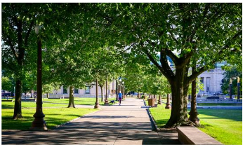 Trồng nhiều cây xanh