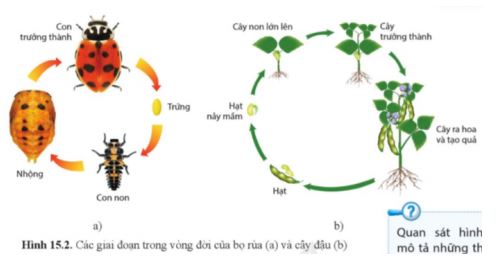 Sinh học 11 Cánh diều bài 15