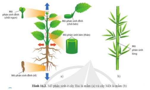 Sinh học 11 Cánh diều bài 16