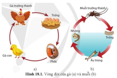 Sinh học 11 Cánh diều bài 18