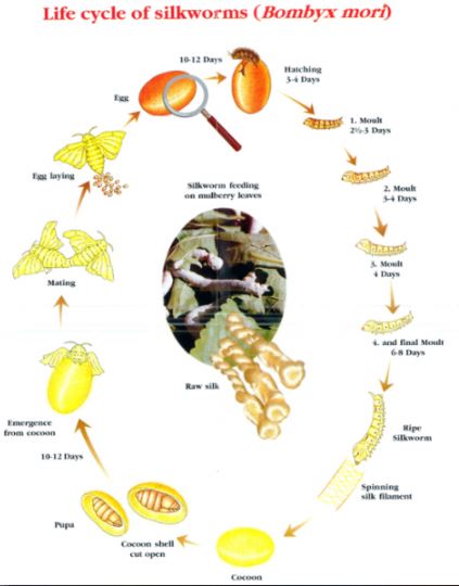 Sinh học 11 Cánh diều bài 18