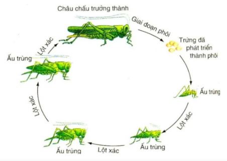 Sinh học 11 Cánh diều bài 18