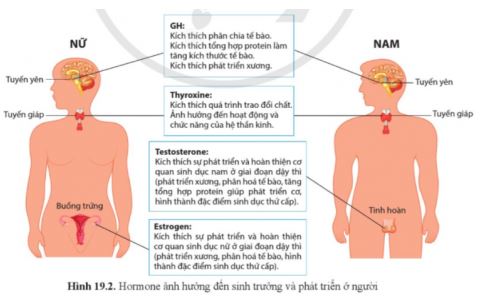 Sinh học 11 Cánh diều bài 19