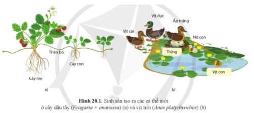 Sinh học 11 Cánh diều bài 20