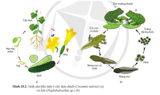 Sinh học 11 Cánh diều bài 20