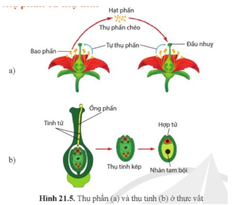 Sinh học 11 Cánh diều bài 21