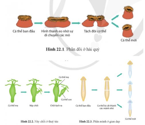 Sinh học 11 Cánh diều bài 22