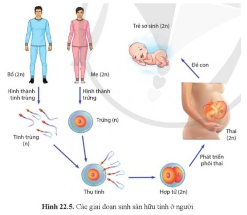 Sinh học 11 Cánh diều bài 22