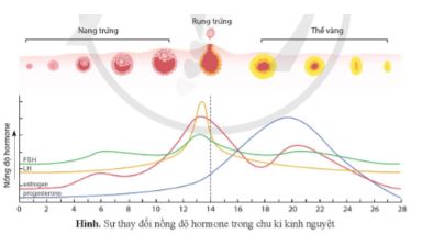 Sinh học 11 Cánh diều bài Ôn tập chủ đề 4