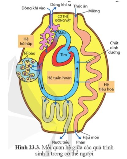 Sinh học 11 Cánh diều bài 23