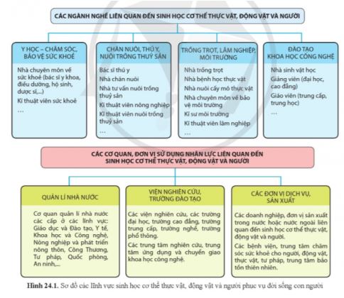 Sinh học 11 Cánh diều bài 24