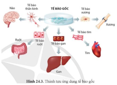 Sinh học 11 Cánh diều bài 24