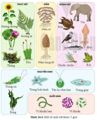 Khoa học tự nhiên lớp 6 Bài 14: Phân loại thế giới sống