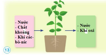  Vẽ sơ đồ trao đổi khí, nước và chất khoáng