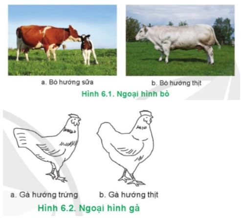 Công nghệ 11 Cánh diều bài 6