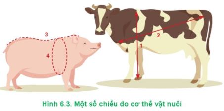 Công nghệ 11 Cánh diều bài 6