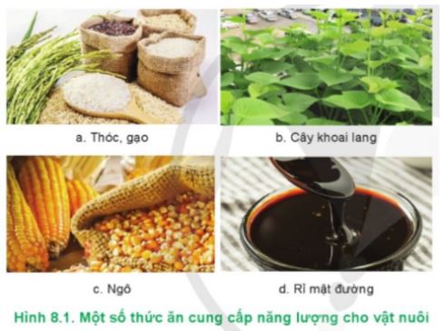 Công nghệ 11 Cánh diều bài 8